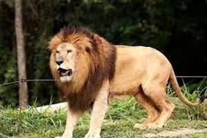 شیر باغ‌وحش بازوی یک بازدیدکننده را خورد